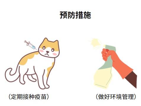 猫鼻支是什么病毒引起的?