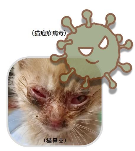 猫鼻支是什么病毒引起的?