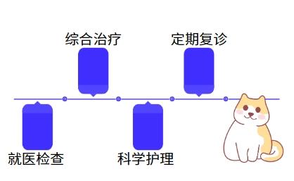 猫鼻支不再困扰:轻松掌握治愈妙招!