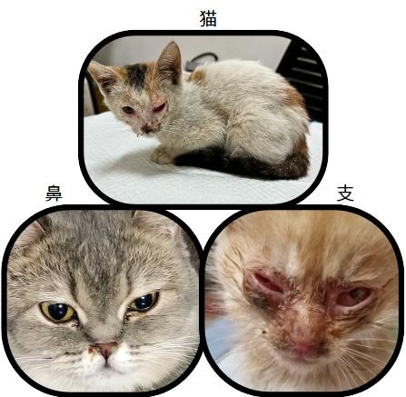猫鼻支不再困扰:轻松掌握治愈妙招!