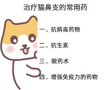 猫鼻支速效疗法:这些药物真的有效!