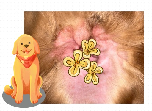 金毛耳朵流脓还有臭味用什么药?