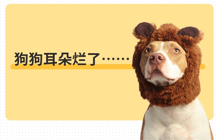 狗狗耳朵烂了用什么药?