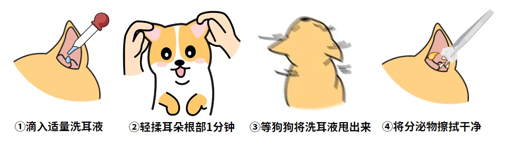 小狗耳朵发炎怎么办?