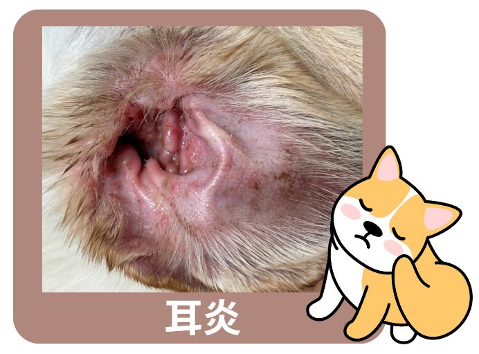 小狗耳朵发炎如何治疗?