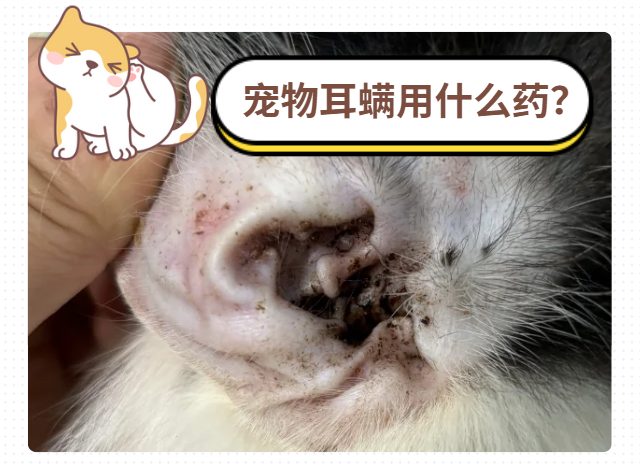 宠物耳螨用什么药最好?