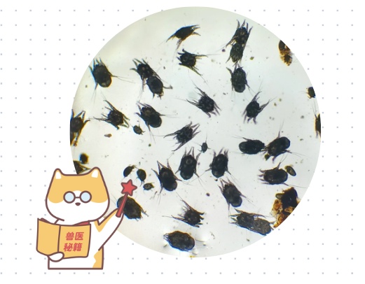 宠物耳螨用什么药比较好?