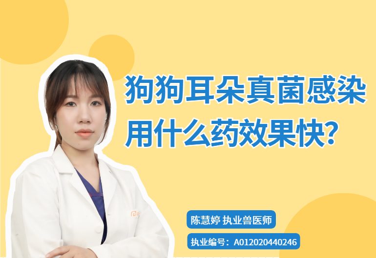 狗狗耳朵真菌感染用什么药效果快?