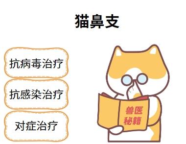 猫鼻支问题,轻松解决有妙招!