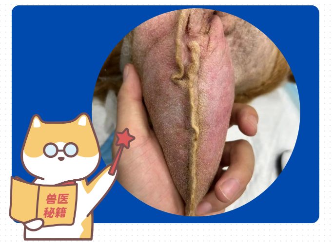 狗狗的耳朵肿了像水袋一样怎么回事?