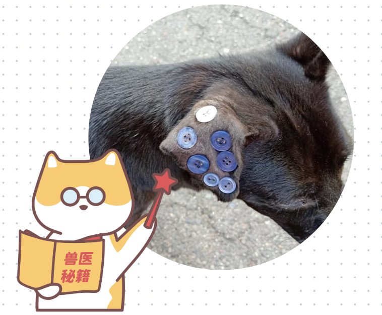 狗狗耳血肿怎么治疗?