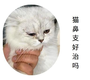 猫鼻支问题,轻松解决有妙招!