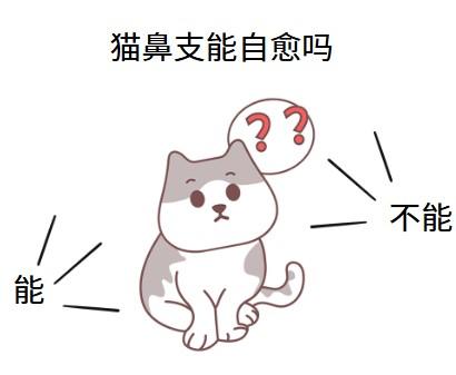 猫鼻支自愈,真的可能吗?