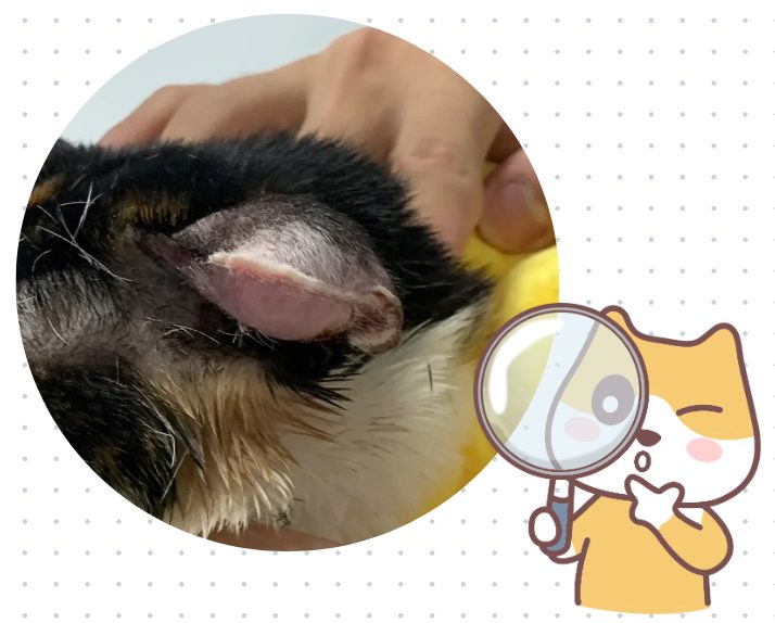 猫耳朵肿得像充气一样?可能是耳血肿!
