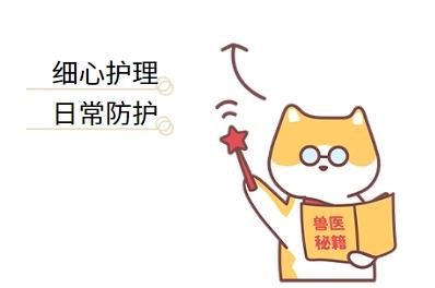 轻松应对猫疱疹病毒,有效治疗方案大公开!