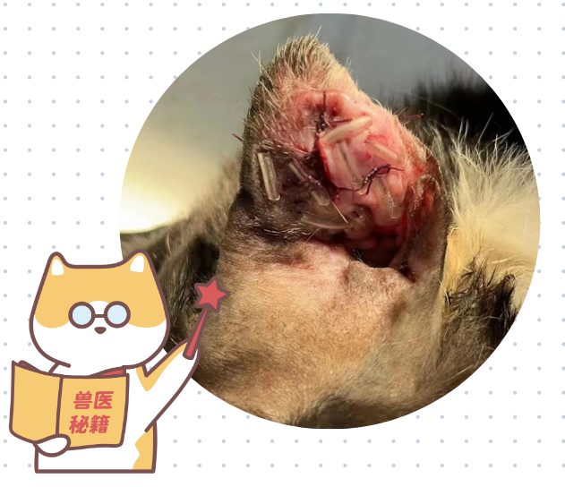 猫咪耳血肿怎么治?