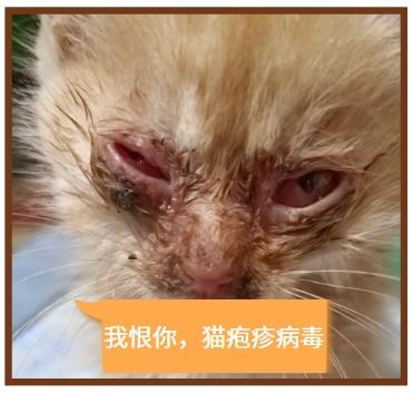 猫疱疹用什么药?速看用药指南