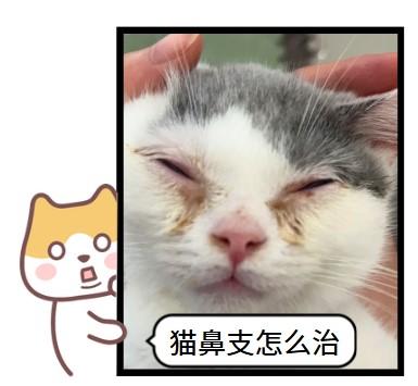 猫鼻支能否彻底治好?一文读懂!