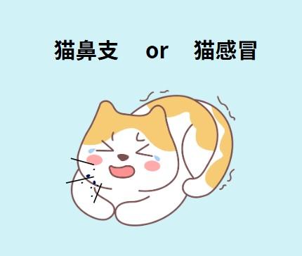 猫咪打喷嚏流鼻涕?小心是猫鼻支在作怪!