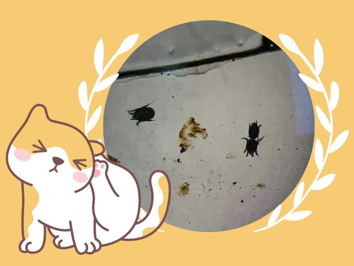 猫咪耳螨
