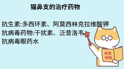猫咪打喷嚏流鼻涕?小心是猫鼻支在作怪!