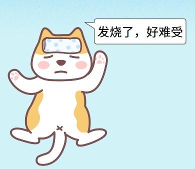 猫咪打喷嚏流鼻涕?小心是猫鼻支在作怪!