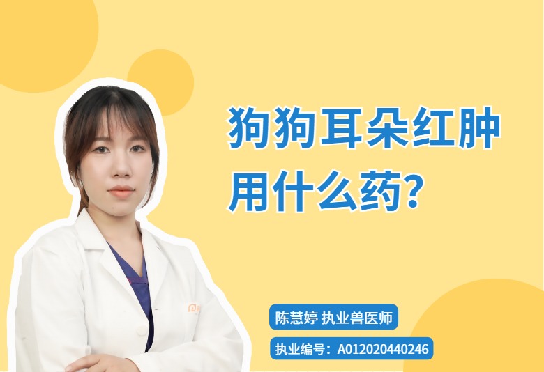 【宠医科普】狗狗耳朵红肿用什么药？