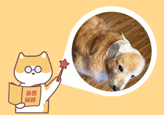 狗狗老是抓头部和耳朵怎么办?