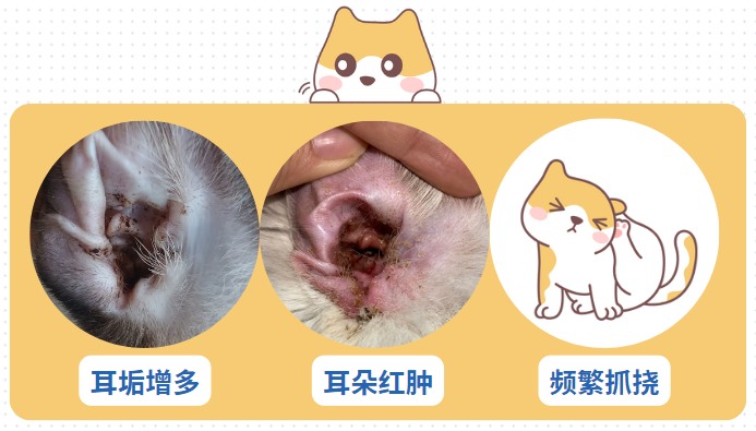 猫有耳螨用什么药?