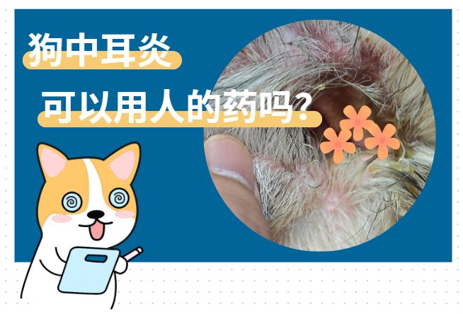 狗中耳炎可以用人的药吗？不建议，尤其是消炎药