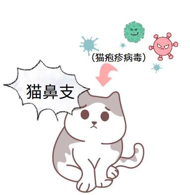 猫鼻支病因知多少?一文讲明