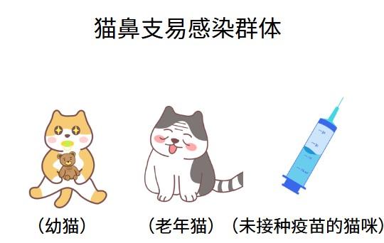 猫鼻支病因知多少?一文讲明