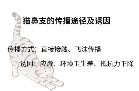 猫鼻支是什么?一文揭秘猫咪常见病!