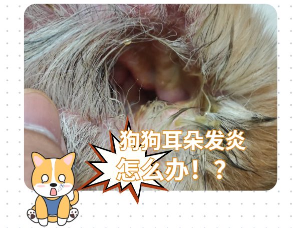 狗狗耳朵发炎流脓吃人用的消炎药可以吗?