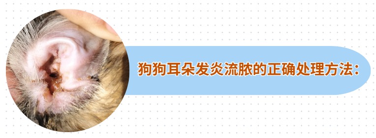 狗狗耳朵发炎流脓怎么办?