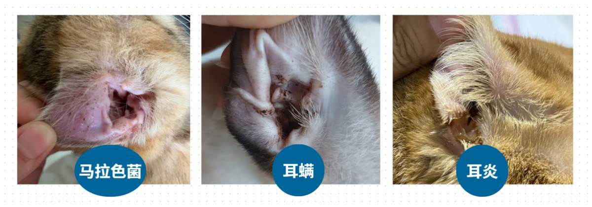 宠物洗耳液怎么选?