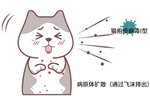 宠物猫感染猫鼻支:症状详解与应对指南