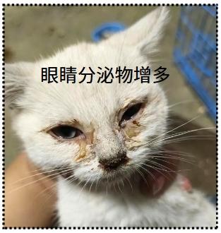 宠物猫感染猫鼻支:症状详解与应对指南