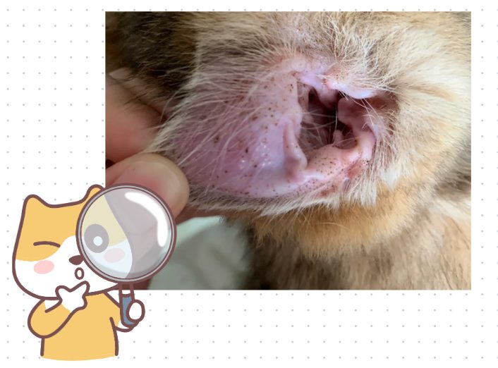 猫猫耳朵有黑色分泌物怎么清理干净?