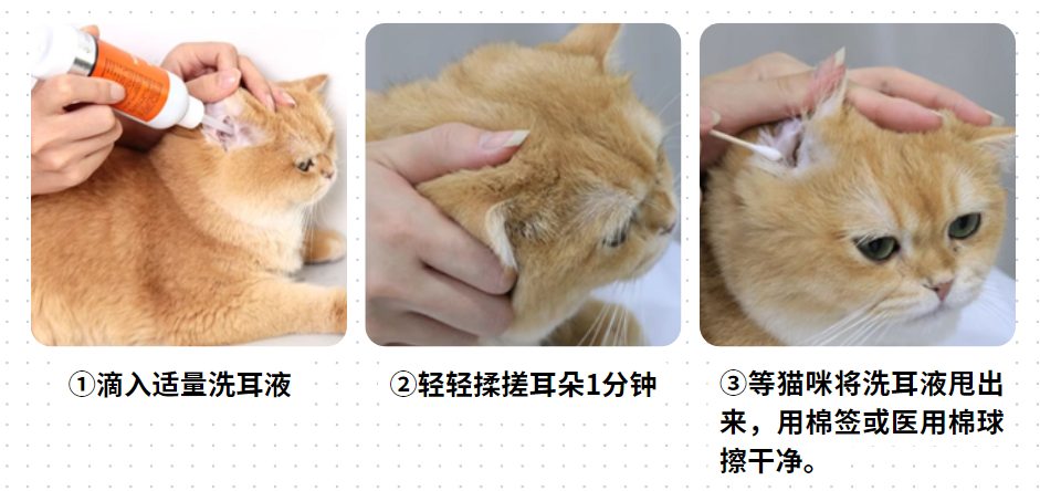 猫猫耳朵有黑色分泌物怎么办?