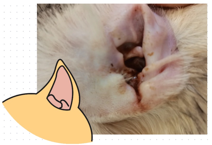 狗狗耳朵里有褐色泥状物怎么办？别怕，洗洗就干净了