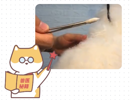 猫咪耳朵流脓怎么清理?