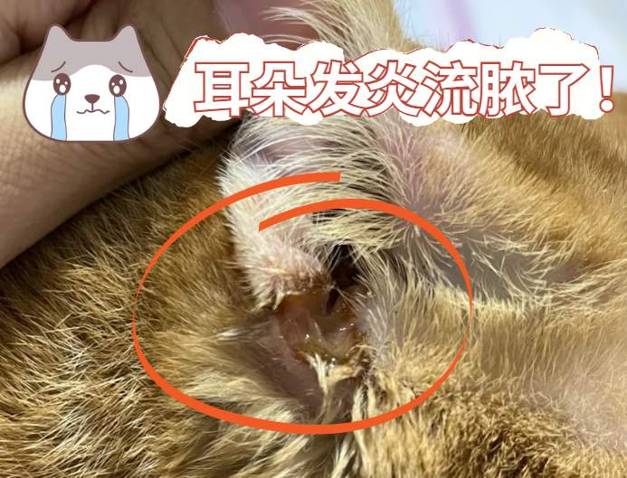 猫咪耳朵流脓怎么处理?