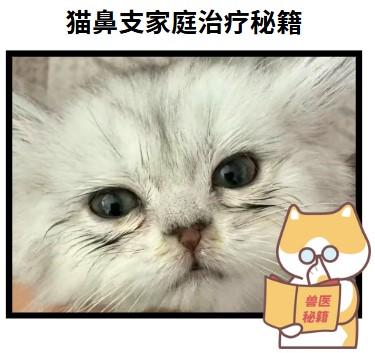 告别猫鼻支烦恼,家庭治疗秘籍大公开!