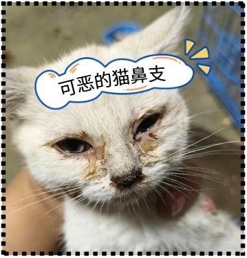 判断猫鼻支,这些症状要知道!
