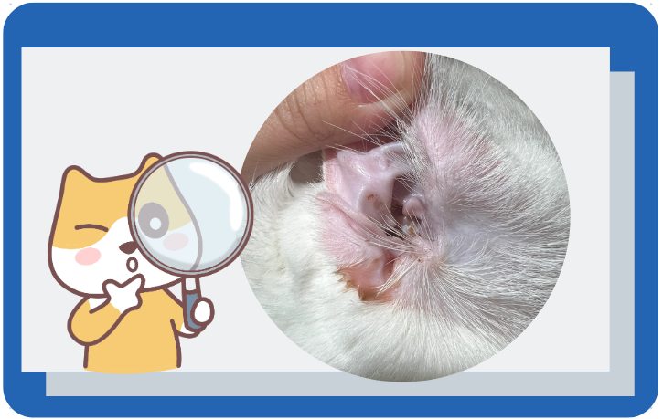 猫咪耳朵流水有分泌物怎么办?