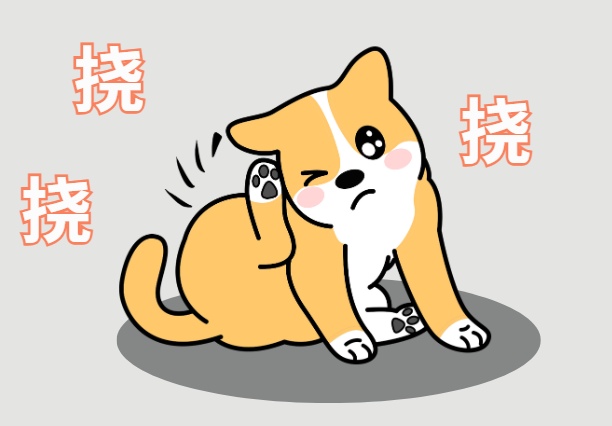 狗狗经常抓耳朵是怎么回事?