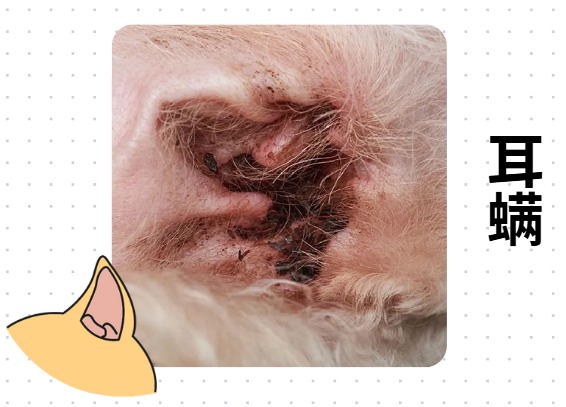 狗狗经常抓耳朵是耳螨吗?