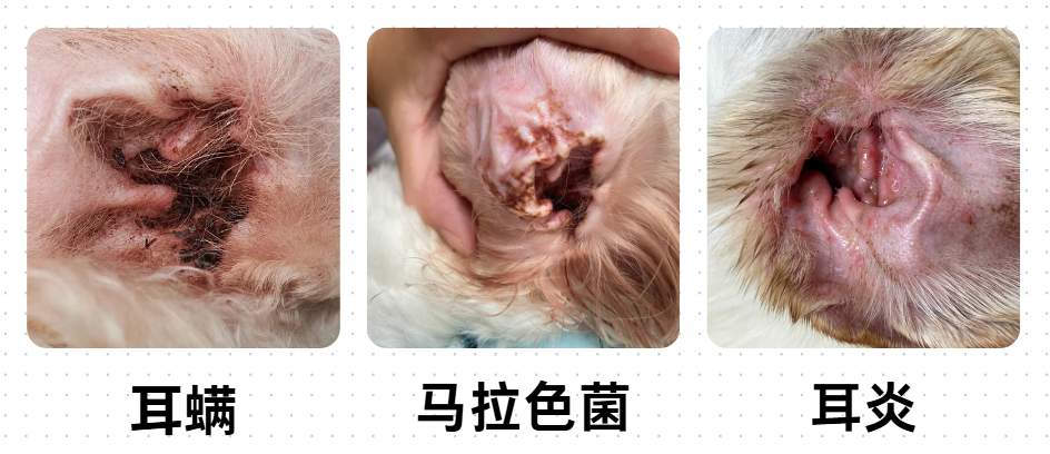 狗狗的耳朵臭臭的怎么办?