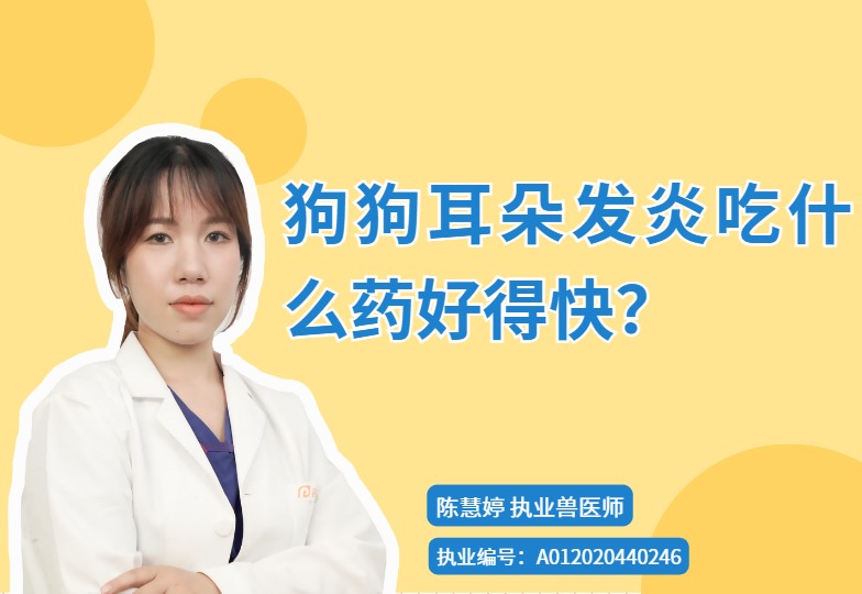 狗狗耳朵发炎吃什么药好得快?